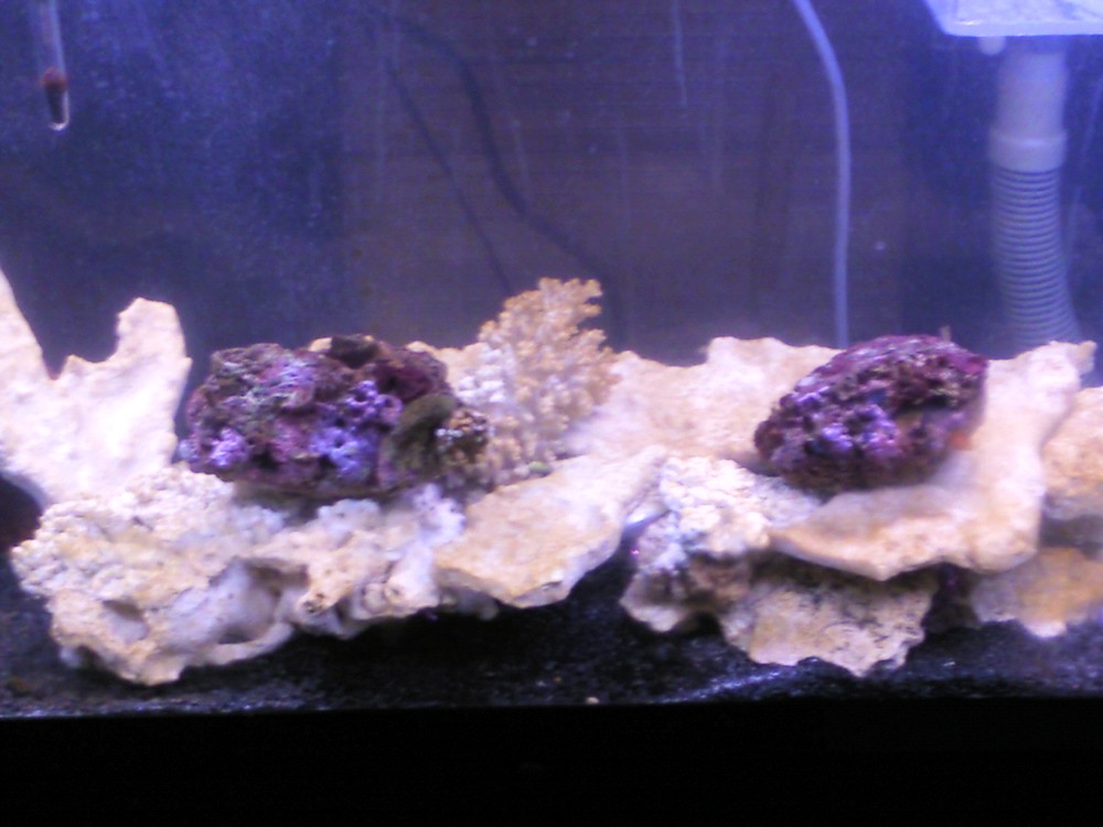 aquarium pics