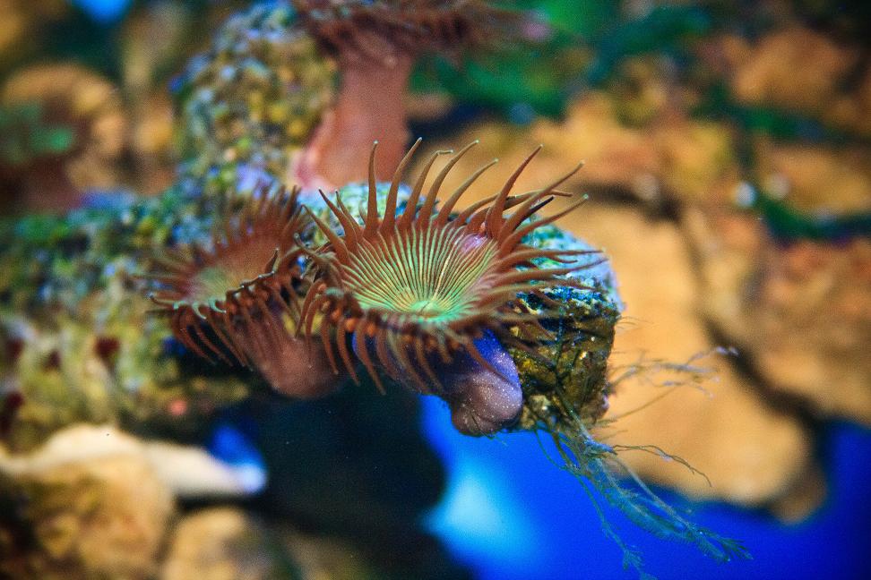 My First Button Polyps