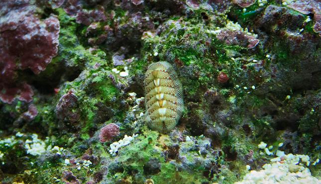 A Chiton Grazing