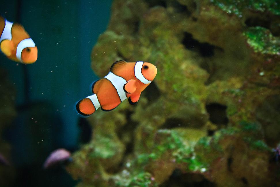 My Ocellaris Clown Fish