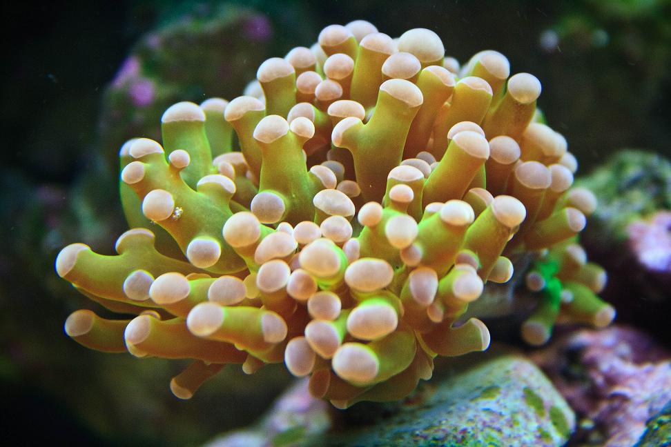 My Frogspawn Frag