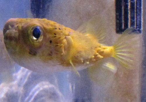 My porcupine puffer. He&#039;s starting to get fat! His belly has recently turned very white. He...
