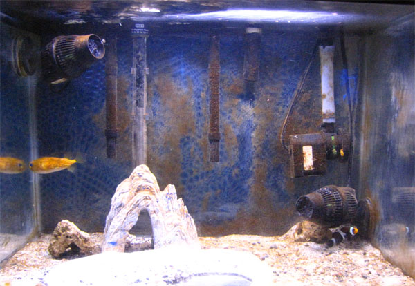 This is my 20 gallon aquarium. It started out as my primary aquarium after I had to size down from...