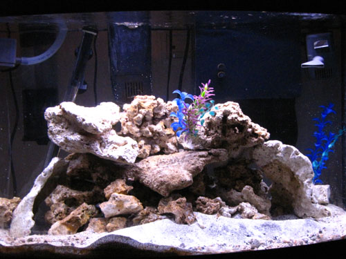 This is my 36 gallon bowfront tank. It has a 3-4&quot; deep CaribSea live sand bed and about 40 lbs...