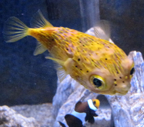 Here are my porcupine puffer and my black ocellaris clown. The clown is the only other fish that...