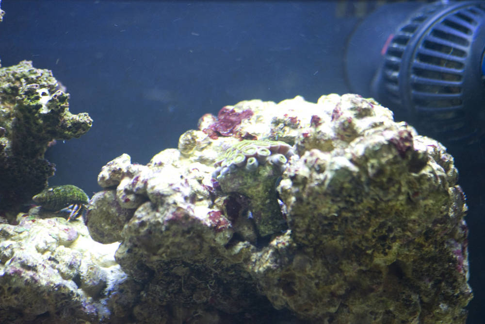 New zoa