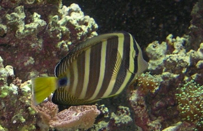 sailfin tang- about 6 inches