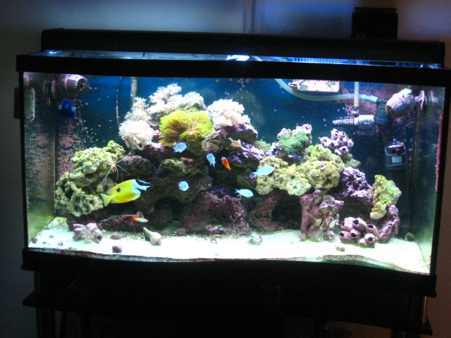foxface, tomato clown, firefish, 5 chromis, 2 cleaner shrimp, bristle star, scarlet hermits, turbo...