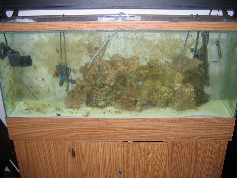 55gal rock and sand