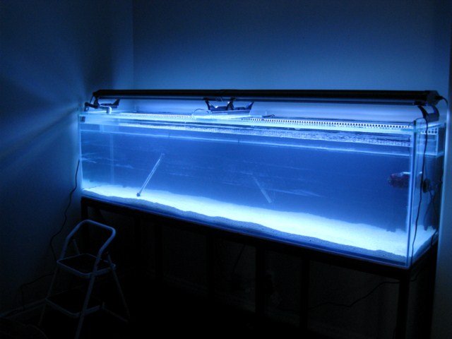 tank pics