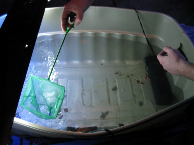 tank pics