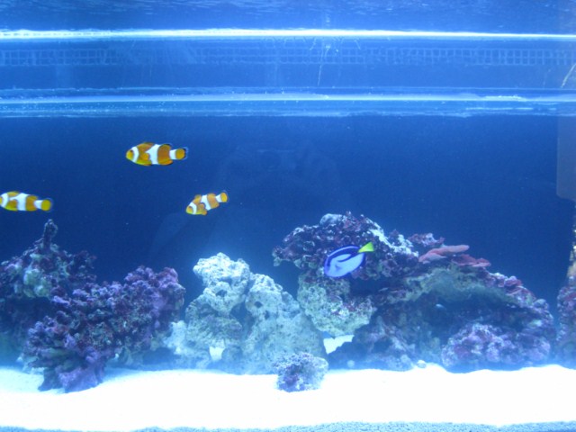 tank pics