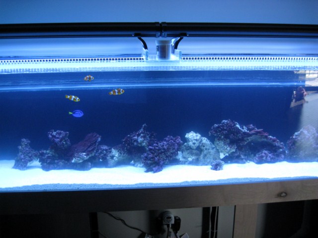 tank pics