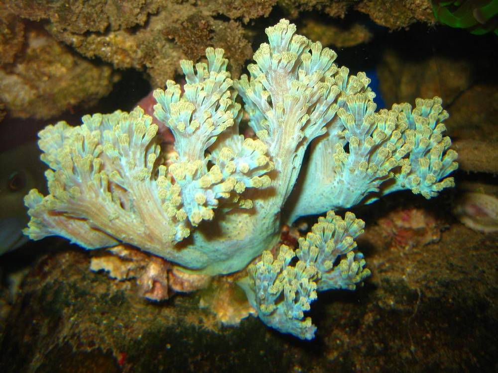 Cespitularia in my 75-gallon reef..<br />
Absolutely NO post-processing... Photo with only camera...