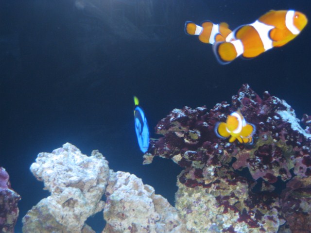 fish pics