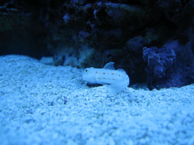 fish pics