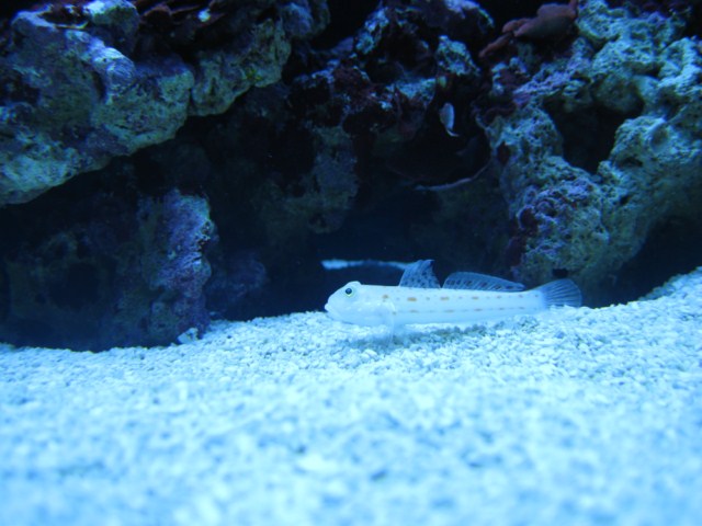 fish pics