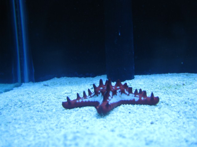 fish pics