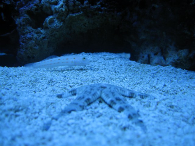 fish pics