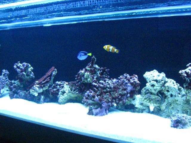 fish pics