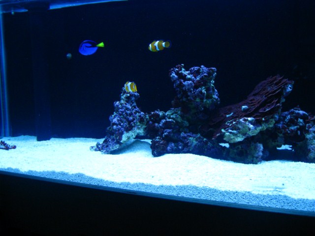 fish pics