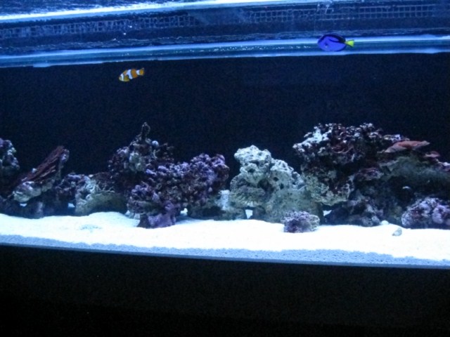 fish pics