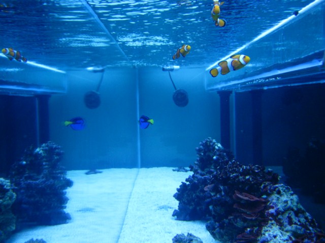 fish pics