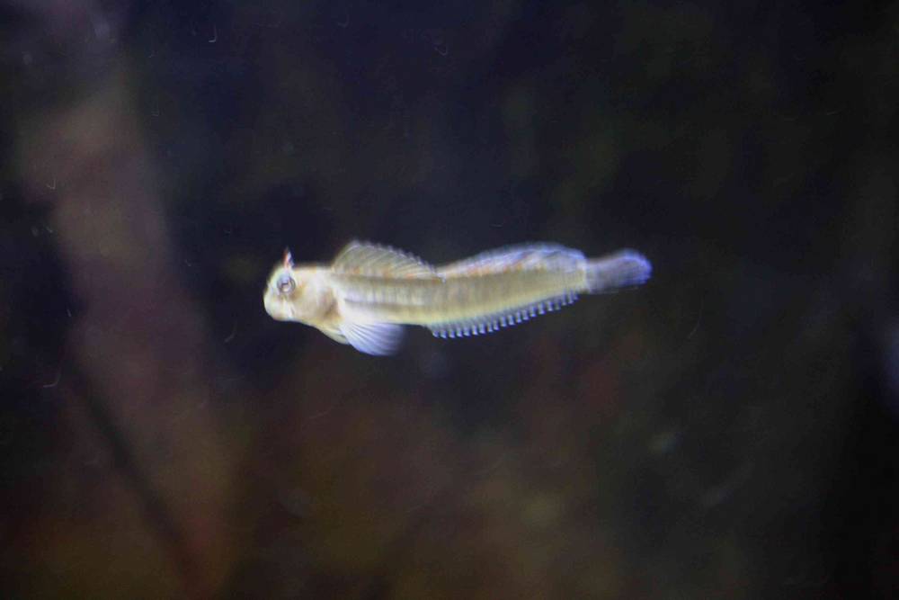 My small zebra blenny