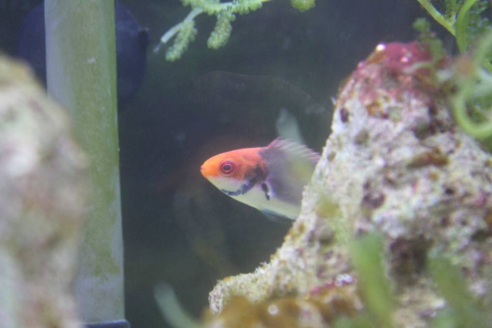 My clown wrasse!