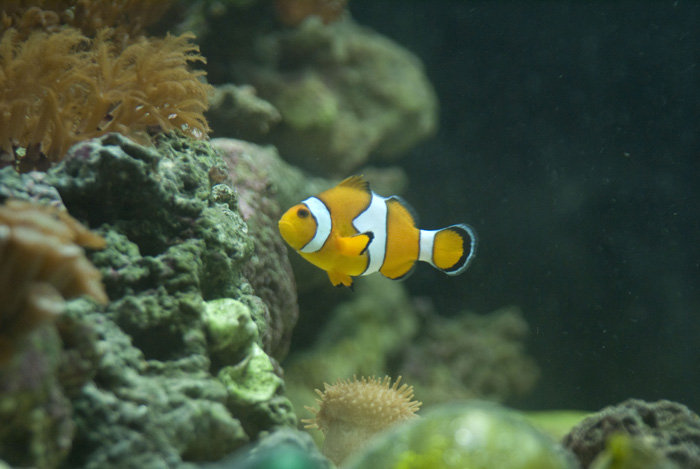 My Clownfish Exploring something or other