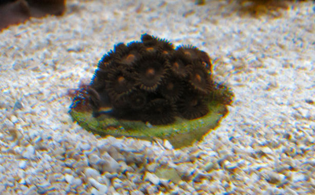 my new brown zoa frag