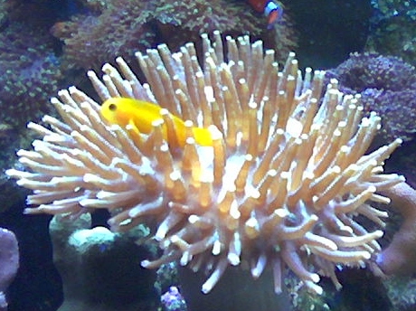 yellow clown Gobi