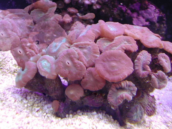 cluster oF polyps