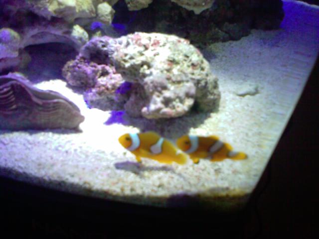 My new ocellaris clowns