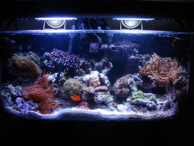 My tank at 10 months