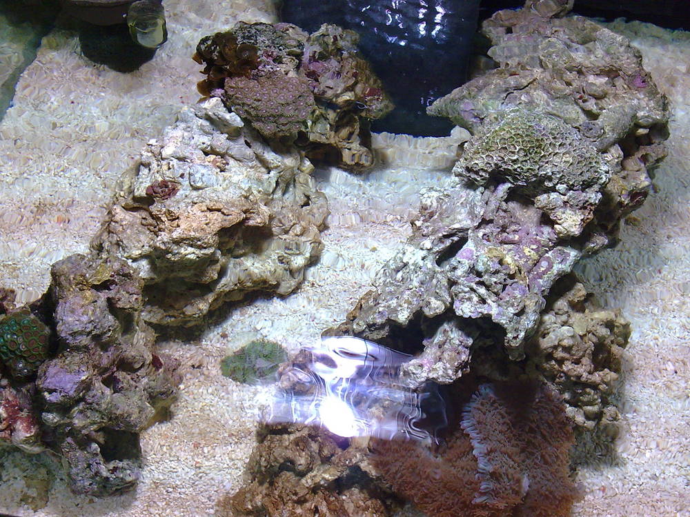 1st few corals