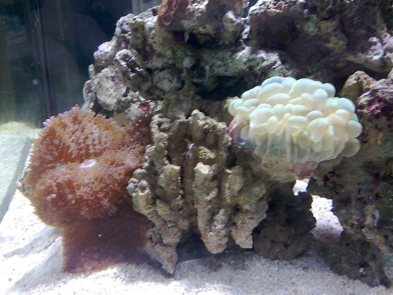 Insane green bubble from Reef Empire.