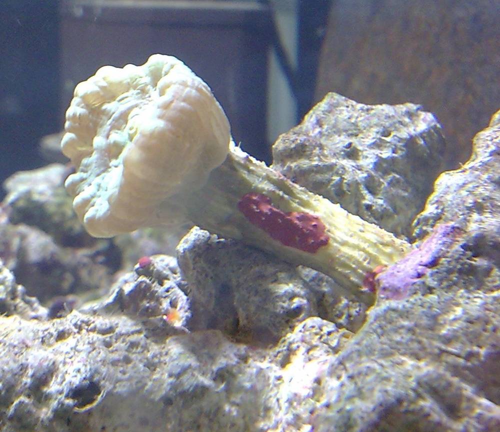 Pretty sure this mystery frag is a trumpet coral.