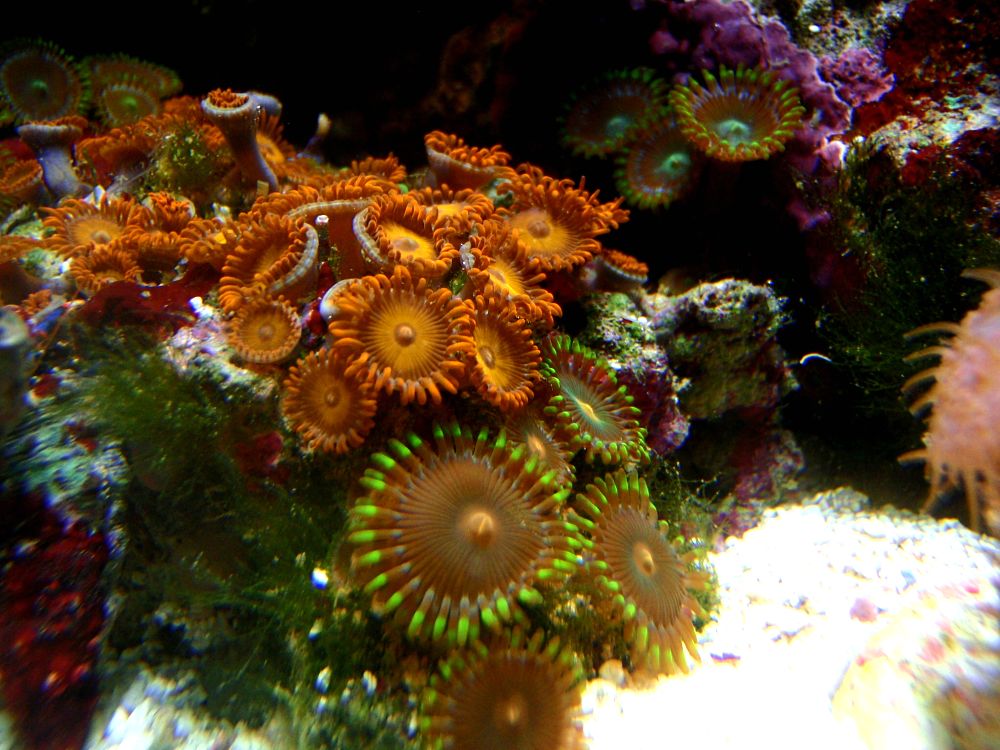 Great rock, i put a few polyps, 4 different kinds and it has blown up. Bam Bam&#039;s - Orange,...