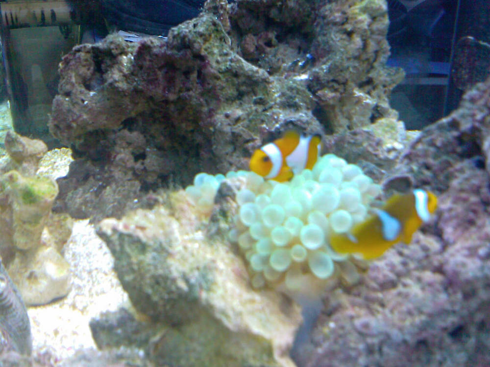 New green bubble for my clowns