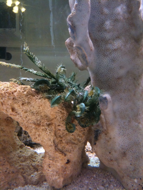 Green Basket Starfish