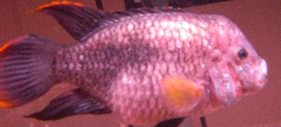 can my Fish live througth Dropsy