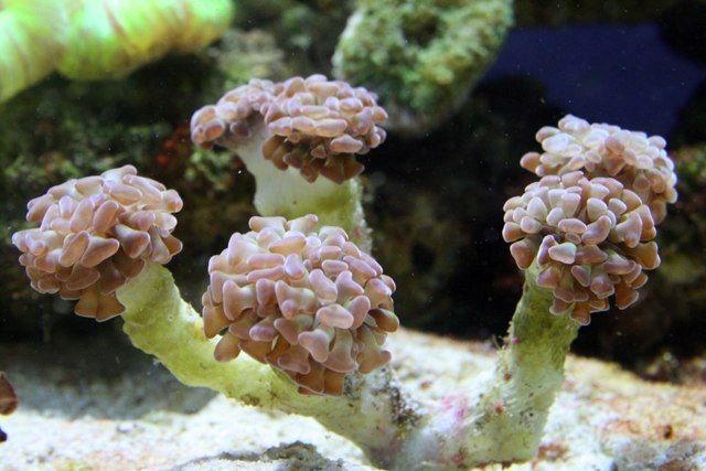 corals &amp;amp; clams