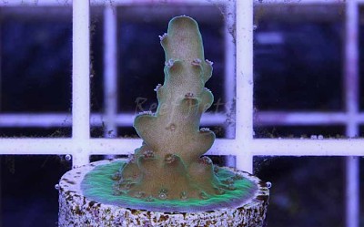 Rosaria Acropora SPS