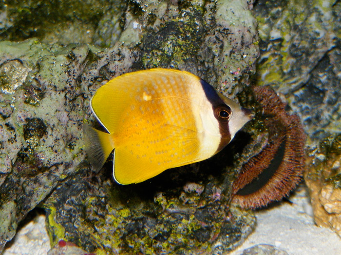 My little Sunburst (Kline&#039;s) Butterflyfish.