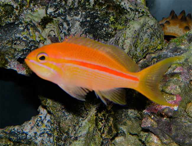 Here&#039;s my Red-Stripe Anthias swimming around