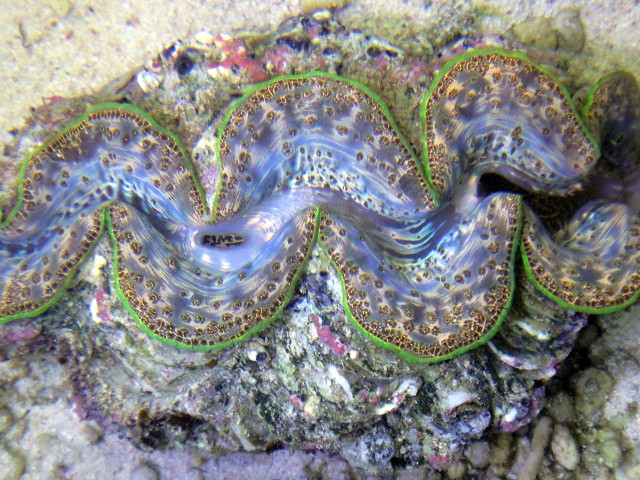 Tridacna Maxima Clam 7&amp;quot; Clams On Demand