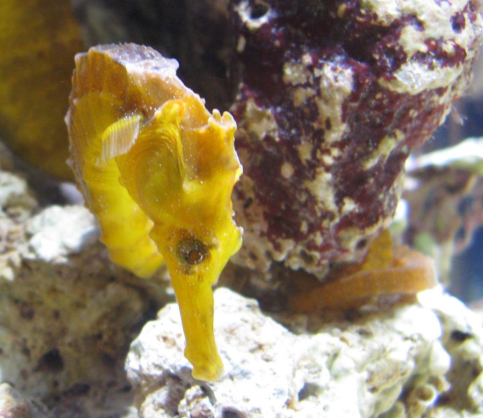 Seahorse, taken at IMAC West 2009