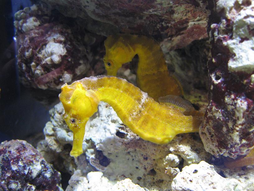 Seahorses taken at IMAC West 2009
