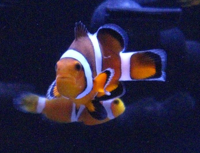 Clownfish Taken at MACNA XXII